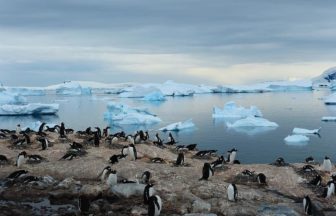 2020年12月-2021年1月（5本設定）：南極ハイライトクルーズ 11泊12日（ウシュアイア〜ウシュアイア）｜Msフリチョフ・ナンセン－フッティルーテン