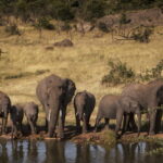 Elephant at Water Hole