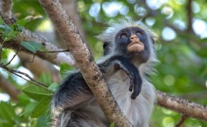 monkey, mantled guereza, zanzibar