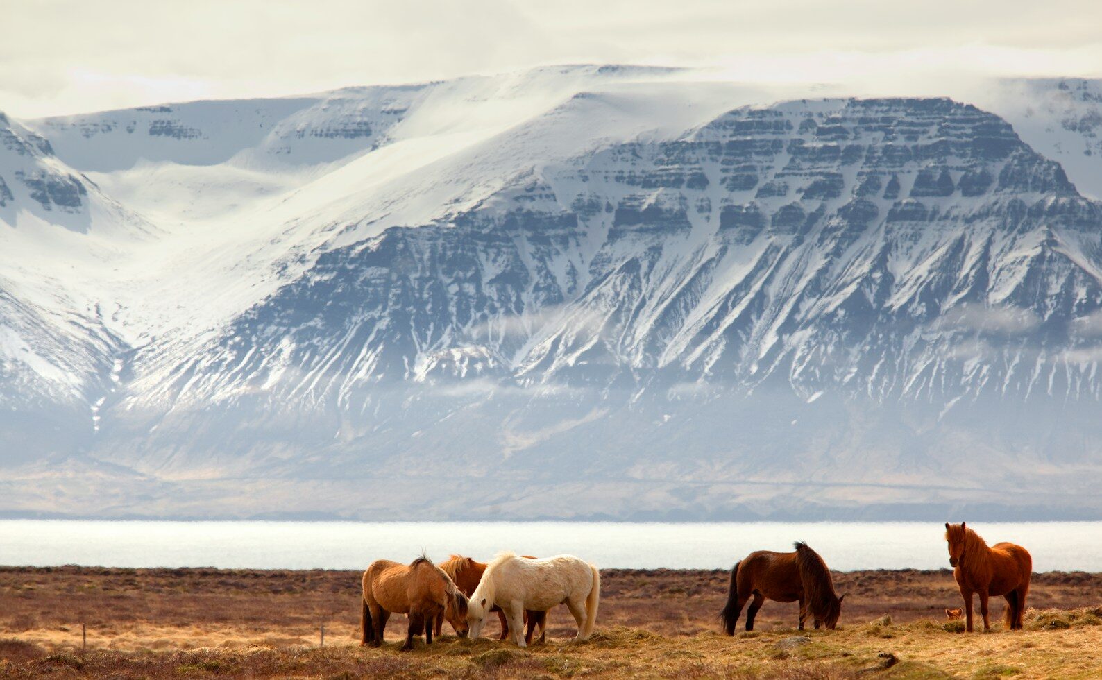 photography of five assorted-color horses on grass field in front of mountain