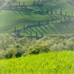 green grass field near brown wooden bridge