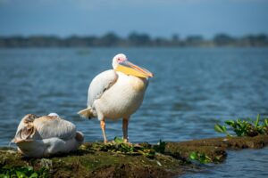 ナイバシャ湖は400種を超える水鳥を観察できるバードウォッチングでも有名。