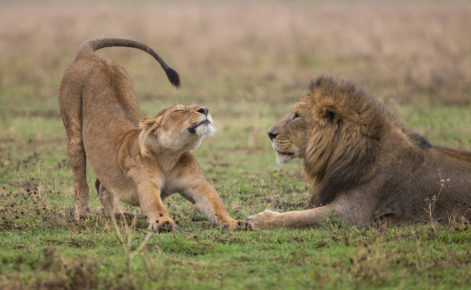 2025年11月出発 ケニア 優雅にサファリ体験混載ツアー