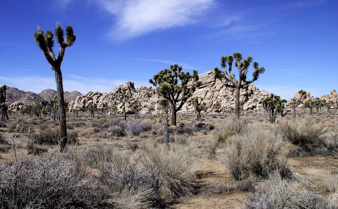 joshua tree, joshua tree national park, tumble weeds, desert, tree, nature, joshua, california, landscape, scenic, national park, southwest, joshua tree, joshua tree, joshua tree, tumble weeds, tumble weeds, tumble weeds, tumble weeds, tumble weeds, joshua