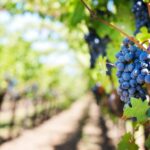 Close-up of purple grapes hanging on the vine in a sunny vineyard setting.
