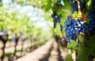 Close-up of purple grapes hanging on the vine in a sunny vineyard setting.