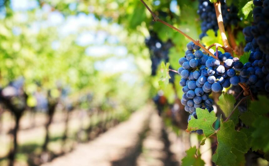 Close-up of purple grapes hanging on the vine in a sunny vineyard setting.