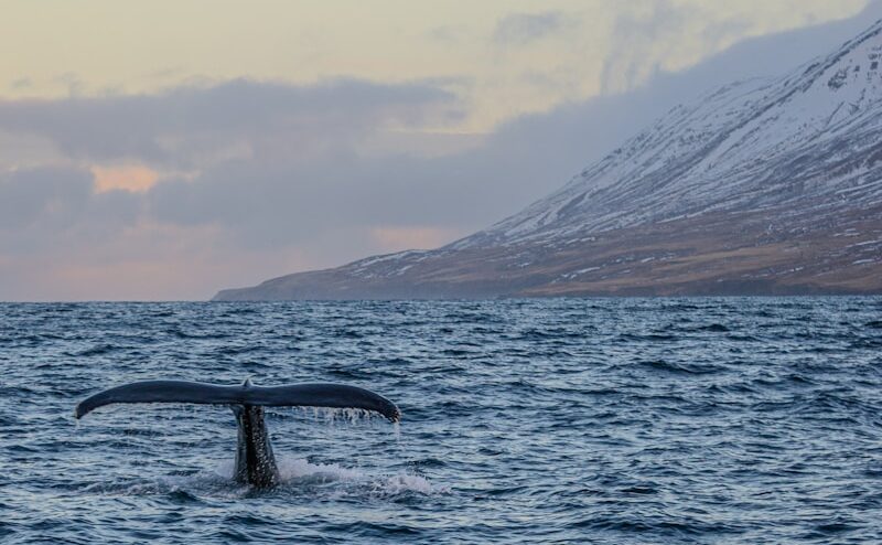 A whale tail flups out of the water