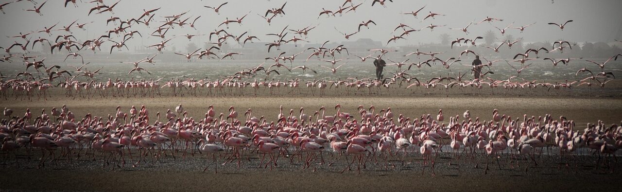 ナミビアでもっとも美しいフラミンゴのピンク