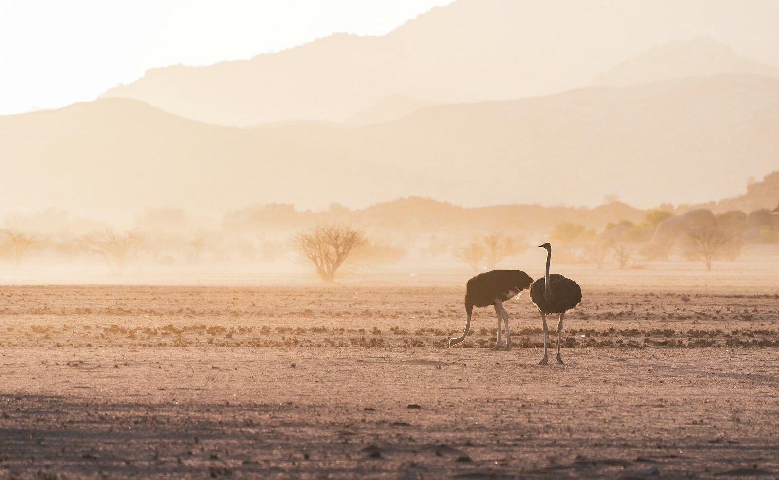 brown animal on brown field during daytime