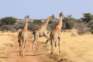 Three giraffes walking on a dirt road in savanna