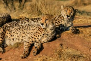 Two cheetahs resting on dry grass and dirt.