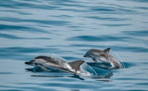 2 dolphins in the water