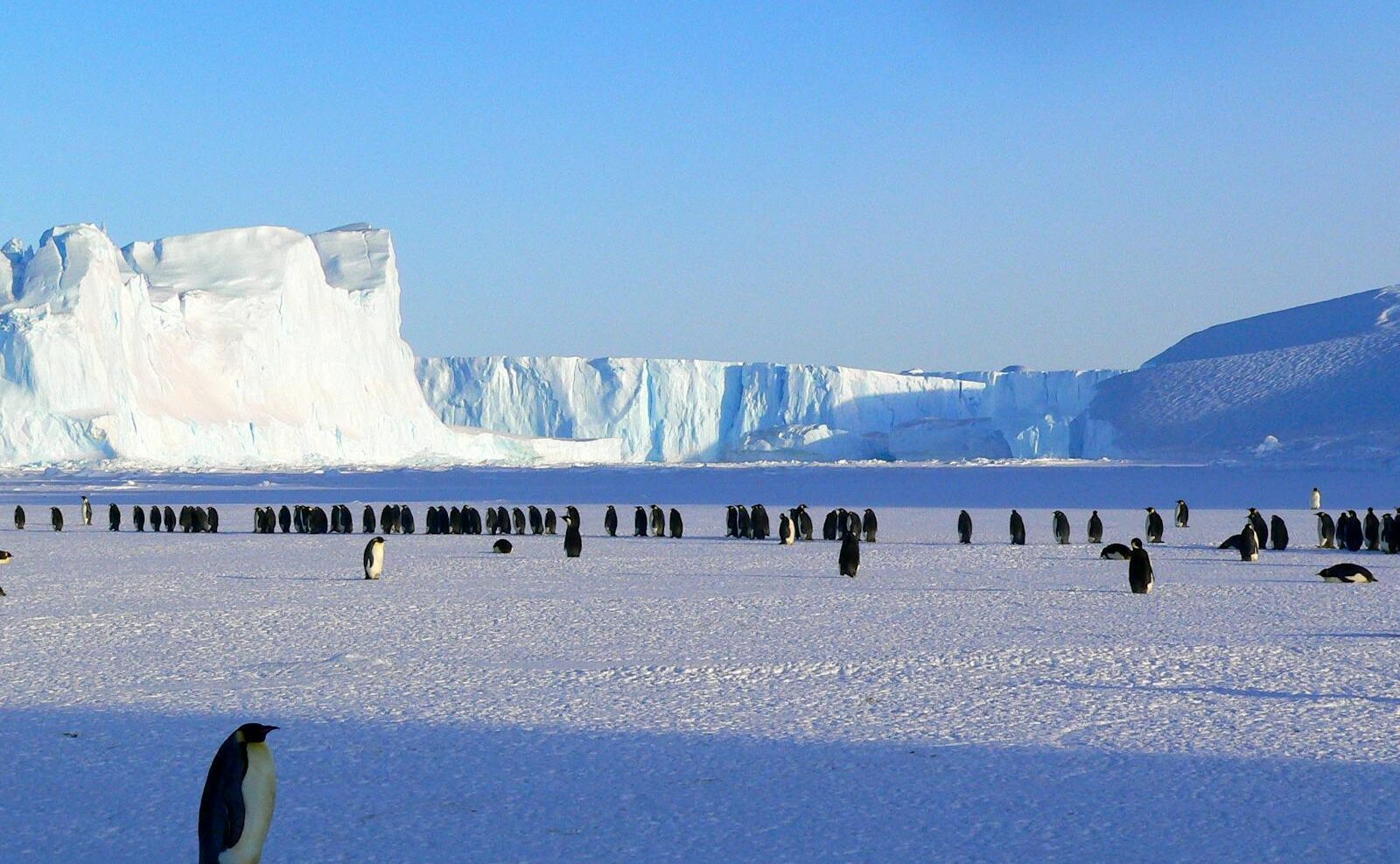 南極の皇帝ペンギンの野営地を訪問。