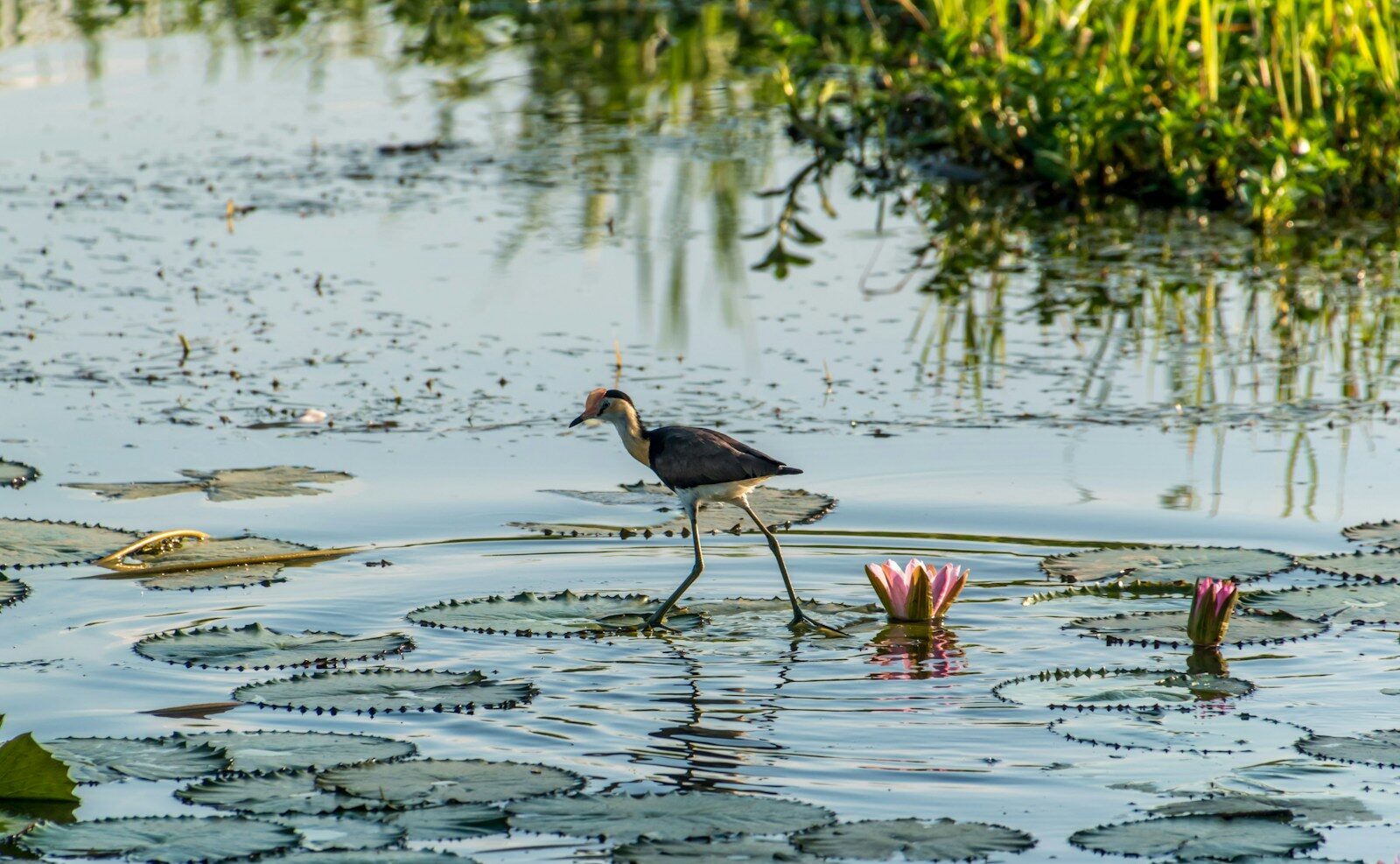 トップエンド（カカドゥ国立公園） 広大な湿地帯と豊かな生態系は、太古の地球へのタイムトリップを感じさせます。