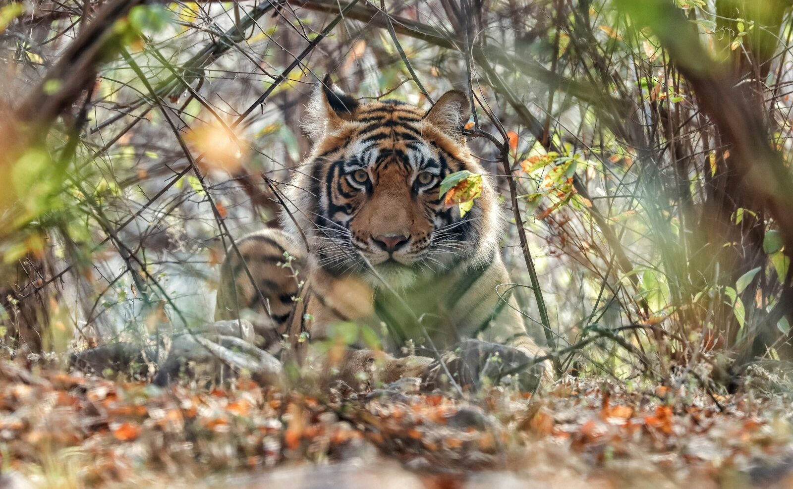 バンダフガル（インドのトラ） 野生のトラの圧倒的な存在感は、特別なサファリ体験のハイライトとなります。