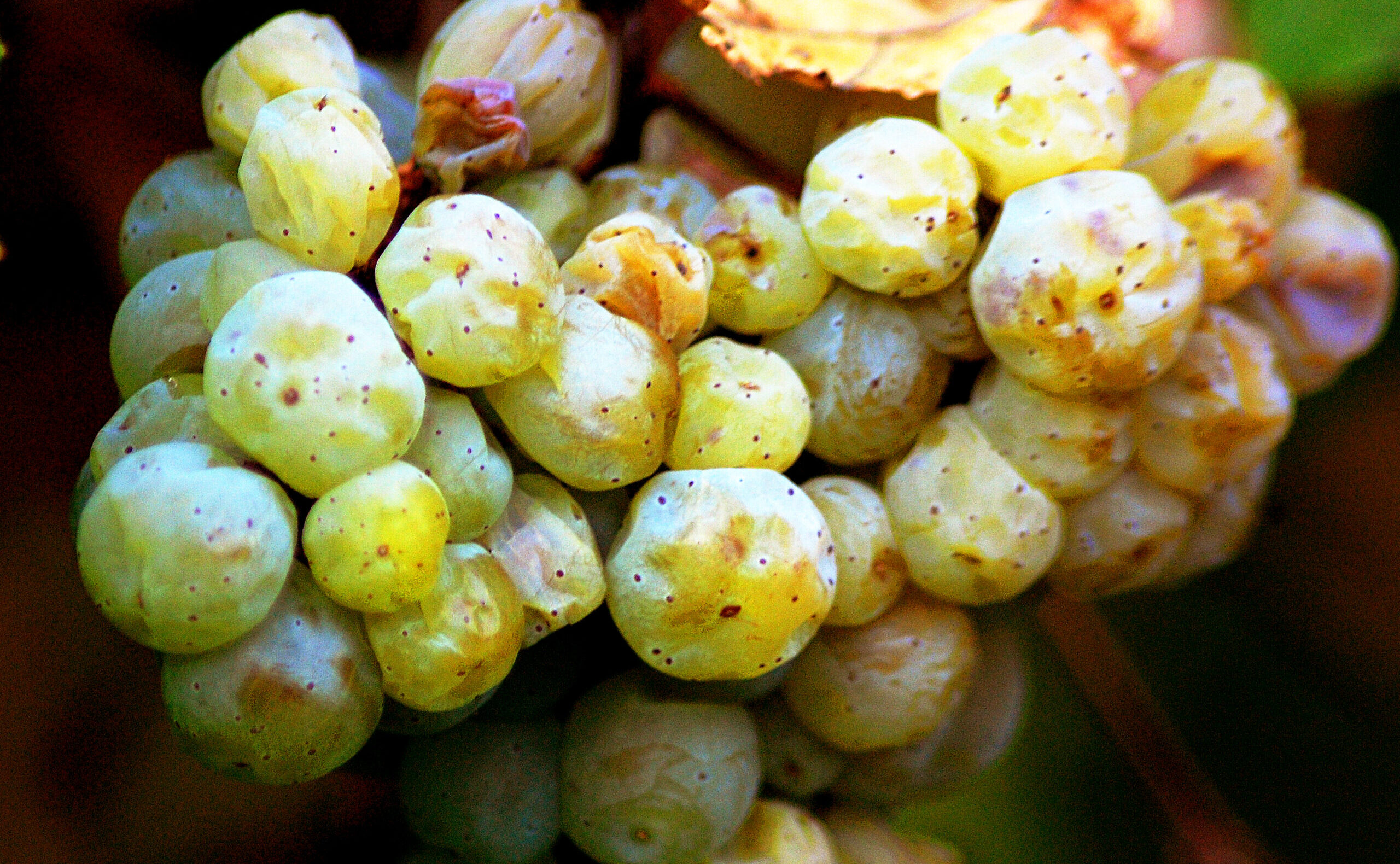 グリューナー・ヴェルトリーナーはオーストリアを代表するワイン