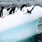 ポナン南極クルーズで出会える皇帝ペンギン