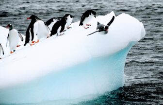 ポナン南極クルーズで出会える皇帝ペンギン