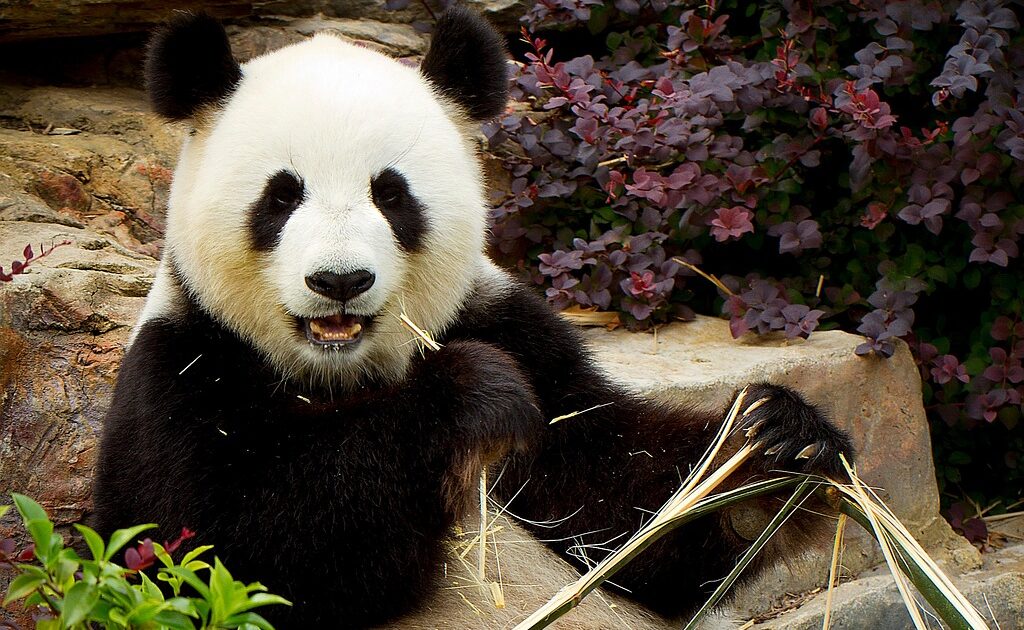 アデレード動物園のジャイアントパンダ