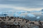 2020年12月-2021年1月（5本設定）：南極ハイライトクルーズ 11泊12日（ウシュアイア〜ウシュアイア）｜Msフリチョフ・ナンセン－フッティルーテン